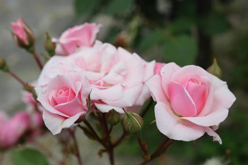 バラ園にて綺麗な薔薇たちを撮影しました バラ園にて綺麗な薔薇たちを撮影しました 花,薔薇,自然の写真素材