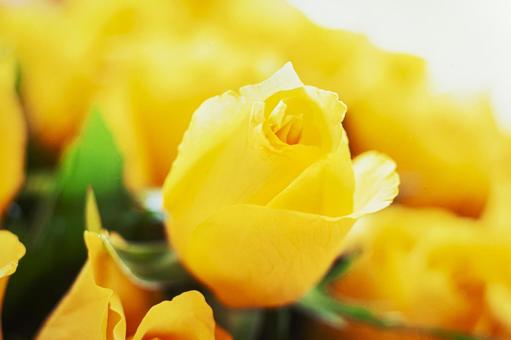 Rose flower close-up 14, JPG