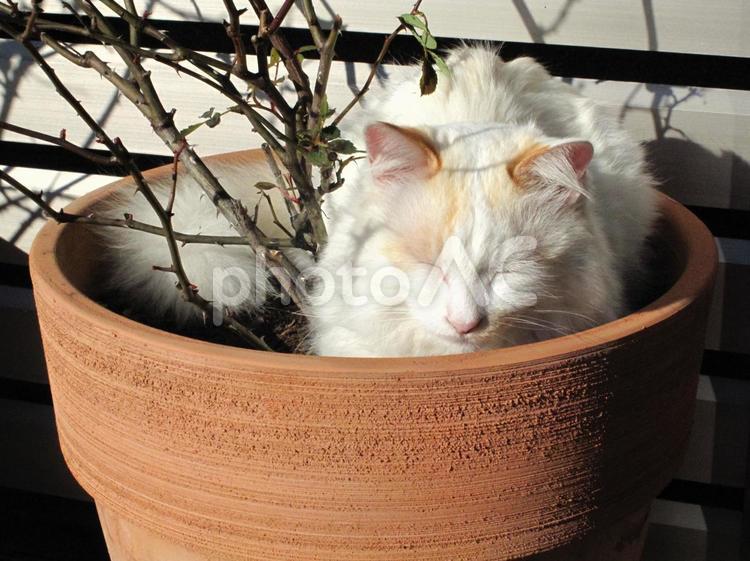 鉢の中で眠る猫 猫,ねこ,白猫の写真素材