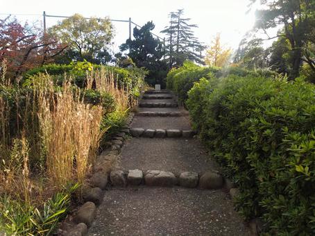 階段 階段,木,紅葉の写真素材