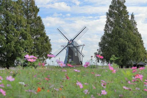 あけぼの山農業公園のコスモスと風車 あけぼの山農業公園,コスモス,風車の写真素材