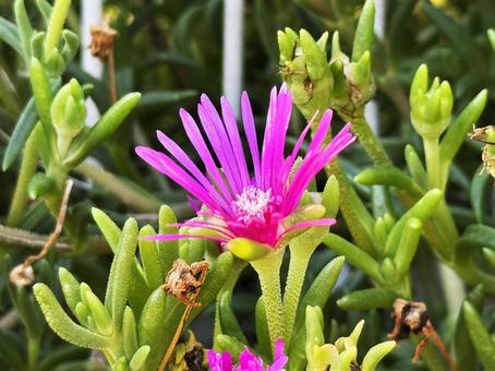 花壇の花 花壇の花 花壇の花,花,夏の写真素材