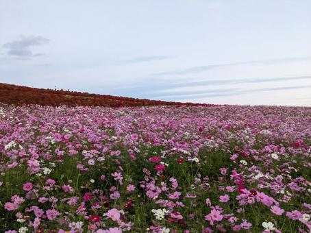コスモス コスモス コスモス,自然,鮮やかの写真素材