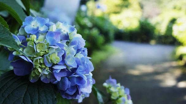 Hydrangea, JPG