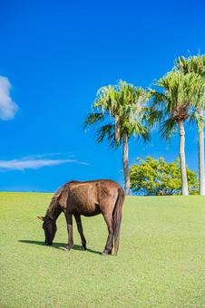 鹿児島　開聞山麓自然公園（トカラ馬牧場） 開聞山麓自然公園,トカラ馬牧場,開聞岳の写真素材