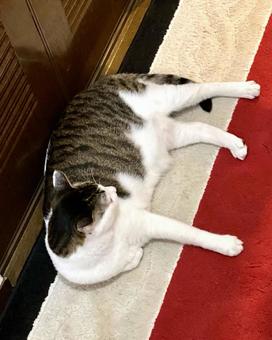 斜め上から見たキジ白猫様 縦画像 斜め上から見たキジ白猫様 縦画像 猫,キジ白,微睡むの写真素材