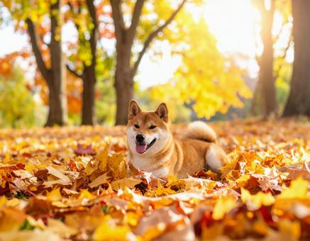 秋の柴犬 秋の柴犬の写真