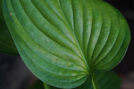 葉脈 葉脈,葉,緑の写真素材