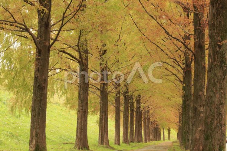 メタセコイア並木　紅葉　黄色　落ち葉　 メタセコイア並木,紅葉,落葉の写真素材