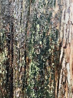 苔の生えた幹 木,幹,雨の写真素材