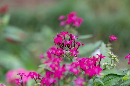鮮やかなマゼンタ色のペンタスの花々 ペンタス,花,ピンクの写真素材