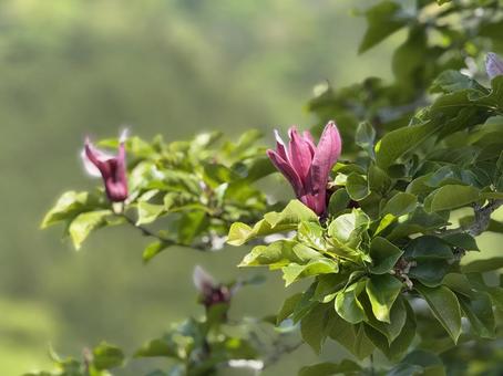 木蓮 自然,木,花の写真素材