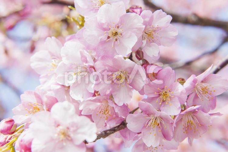 免々田川の桜16（田原市） 桜,河津桜,免々田川の写真素材
