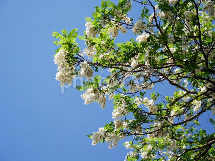 白い花　木　樹木 白い花,木,樹木の写真素材