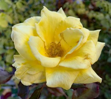 バラ　薔薇　花 バラ,薔薇,花の写真素材
