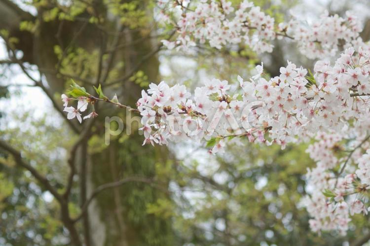 堂々とした桜（さくら） ソメイヨシノ,桜,春の写真素材