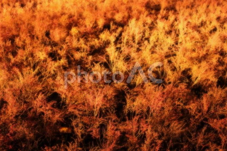 海の紅葉1【シチメンソウ】 もみじ,シチメンソウ,ライトアップの写真素材