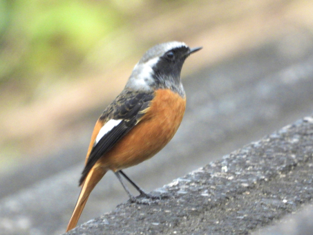 川辺の階段の上に立つジョウビタキの写真