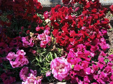 ピンクの花 ピンクの花の写真