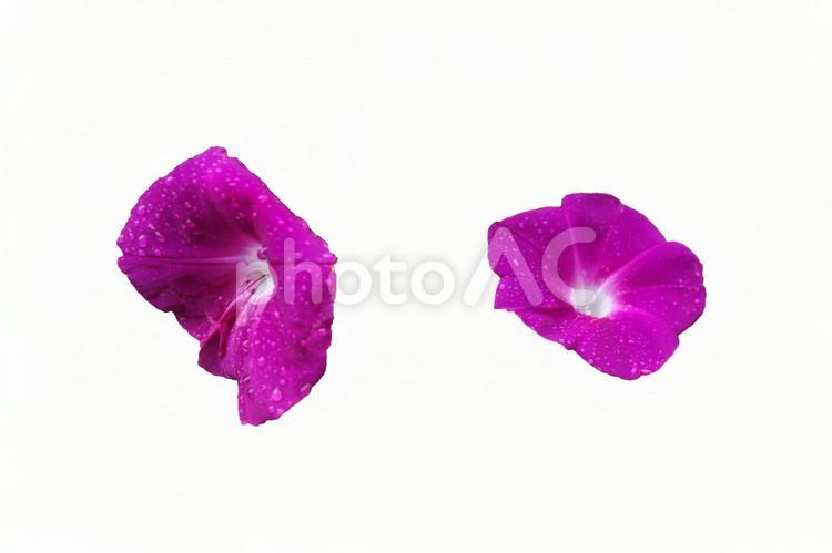 雨に濡れた朝顔の花（PSDあり) 朝顔,psd,切り抜きの写真素材