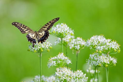 ニラの花に寄って来るナミアゲハ ニラの花に寄って来るナミアゲハ ナミアゲハ,並揚羽,アゲハの写真素材