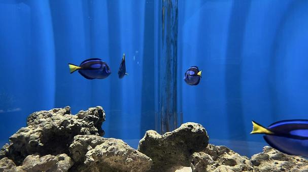熱帯魚 熱帯魚 自然,水棲生物,魚の写真素材