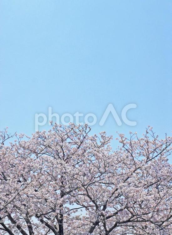 桜の木と春の青空（縦長） 桜,空,青空の写真素材