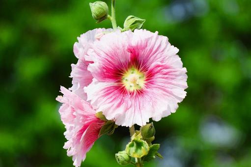 6月上旬の仏生山公園のタチアオイの花 6月上旬の仏生山公園のタチアオイの花 タチアオイ,花,植物の写真素材