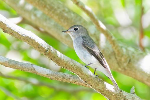 枝に留まるコサメビタキ コサメビタキ,小鮫鶲,夏鳥の写真素材