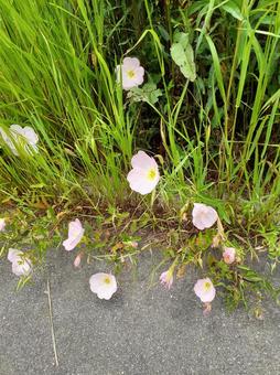 花 花の写真