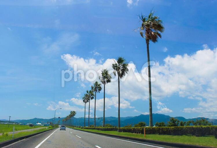 青空とヤシの木と道路 椰子の木,ヤシ,青空の写真素材