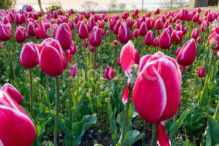 チューリップ（霞ヶ浦総合公園）03 チューリップ,花,自然の写真素材
