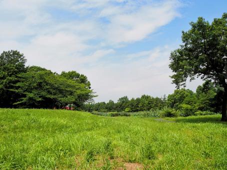 夏の水元公園・緑の夏草&木々(葛飾区) 夏の水元公園・緑の夏草&木々(葛飾区)の写真