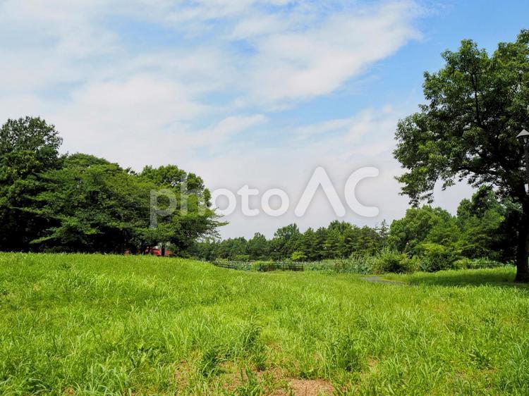 夏の水元公園・緑の夏草＆木々（葛飾区） 夏,水元公園,葛飾区の写真素材