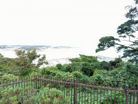 海岸と植物 海岸と植物の写真