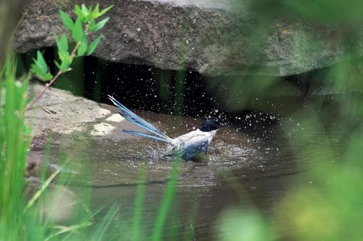 Blue-tailed Magpie Bathing in Water, JPG