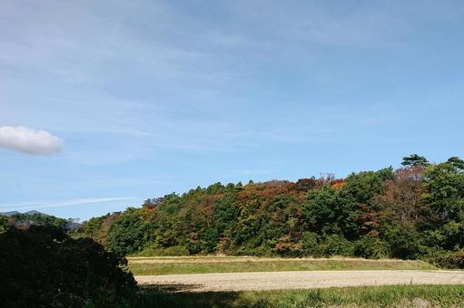 紅葉 紅葉,秋,自然の写真素材