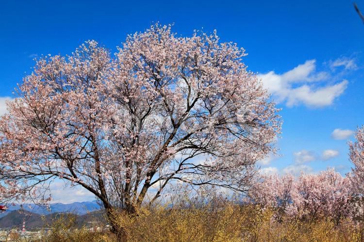 花見山公園の春の花風景 花,桜,春の写真素材