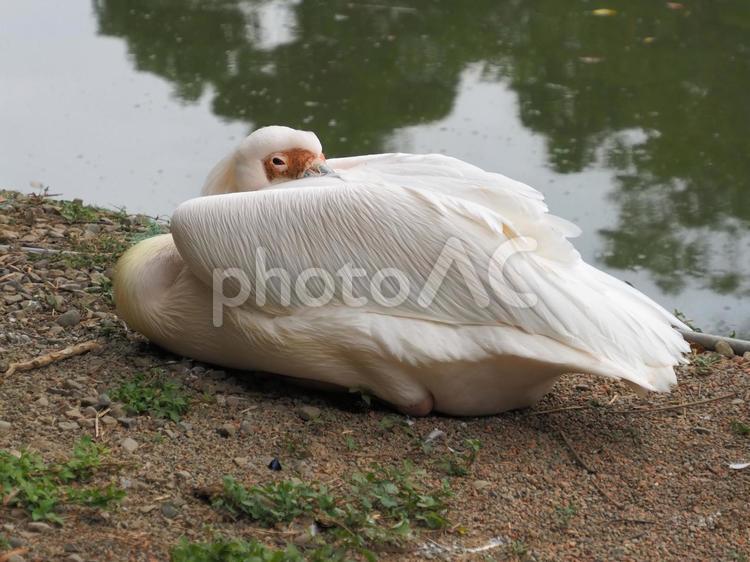 モモイロペリカン3 モモイロペリカン,鳥,水鳥の写真素材