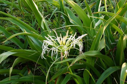 浜木綿 浜木綿 はまゆう,植物,花の写真素材