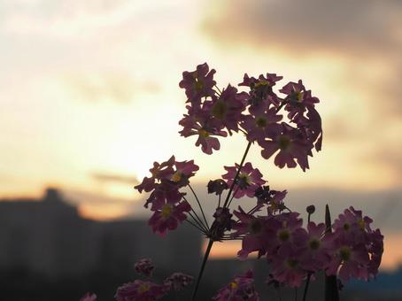 Primroses illuminated by the setting sun, JPG Primroses illuminated by the setting sun, JPG
