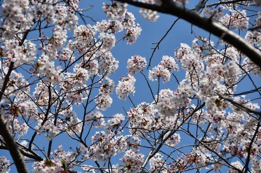 青空と桜の花 桜,サクラ,花の写真素材