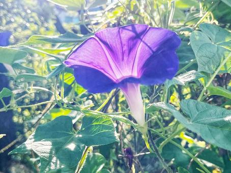 朝日を浴びる朝顔の花 朝日を浴びる朝顔の花の写真