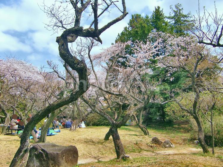 清水公園の桜-109 清水公園,千葉県野田市,桜の木の写真素材