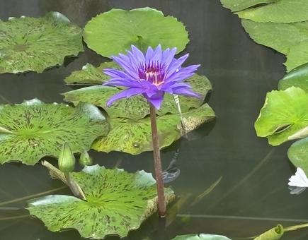 神代植物公園　スイレン 自然,スイレン,花の写真素材