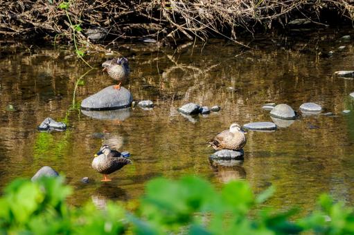 カルガモ(101) 鳥,カルガモ,野鳥の写真素材