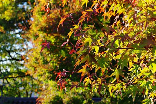 陽射しの中のイロハモミジ 陽射しの中のイロハモミジ イロハモミジ,紅葉,葉の写真素材