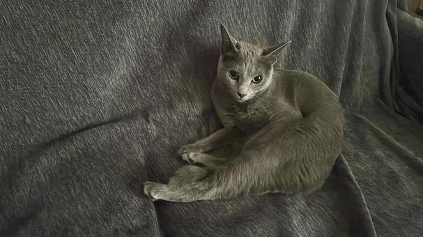 ソファでくつろぐロシアンブルー(猫) ソファでくつろぐロシアンブルー(猫)の写真