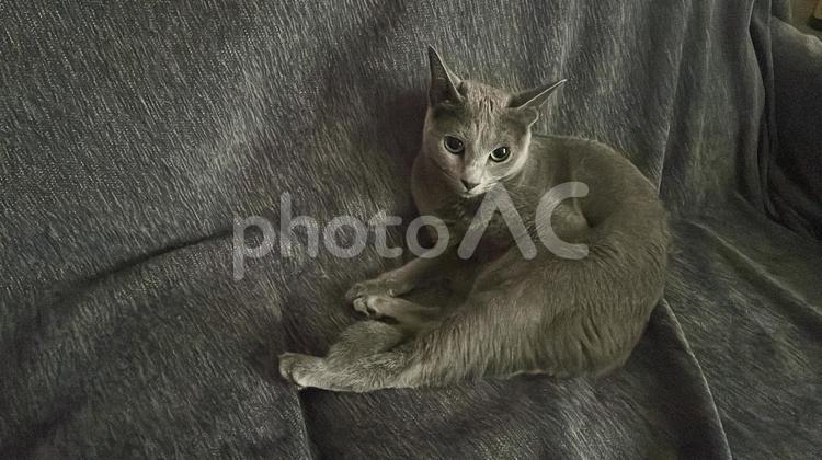 ソファでくつろぐロシアンブルー（猫） ロシアンブルー,猫,ソファの写真素材