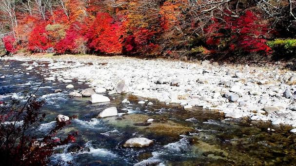 秋の塩原温泉郷・箒川の紅葉(那須塩原市) 秋の塩原温泉郷・箒川の紅葉(那須塩原市) 秋,塩原温泉郷,紅葉の写真素材